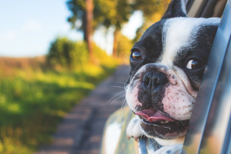 trucos-de-depilacion-de-mascotas-para-un-interior-de-coche-sin-pelos