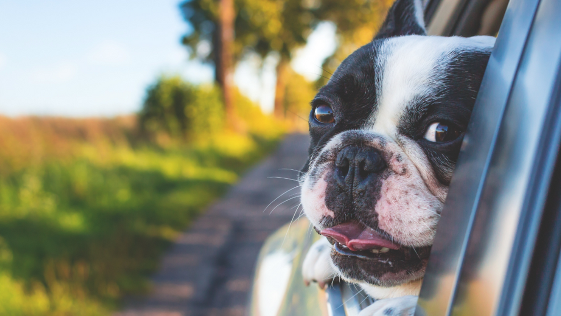 Pet Hair Removal Hacks for a Hair-Free Car Interior