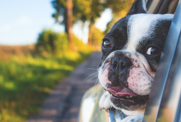 Trucos de depilación de mascotas para un interior de coche sin pelos